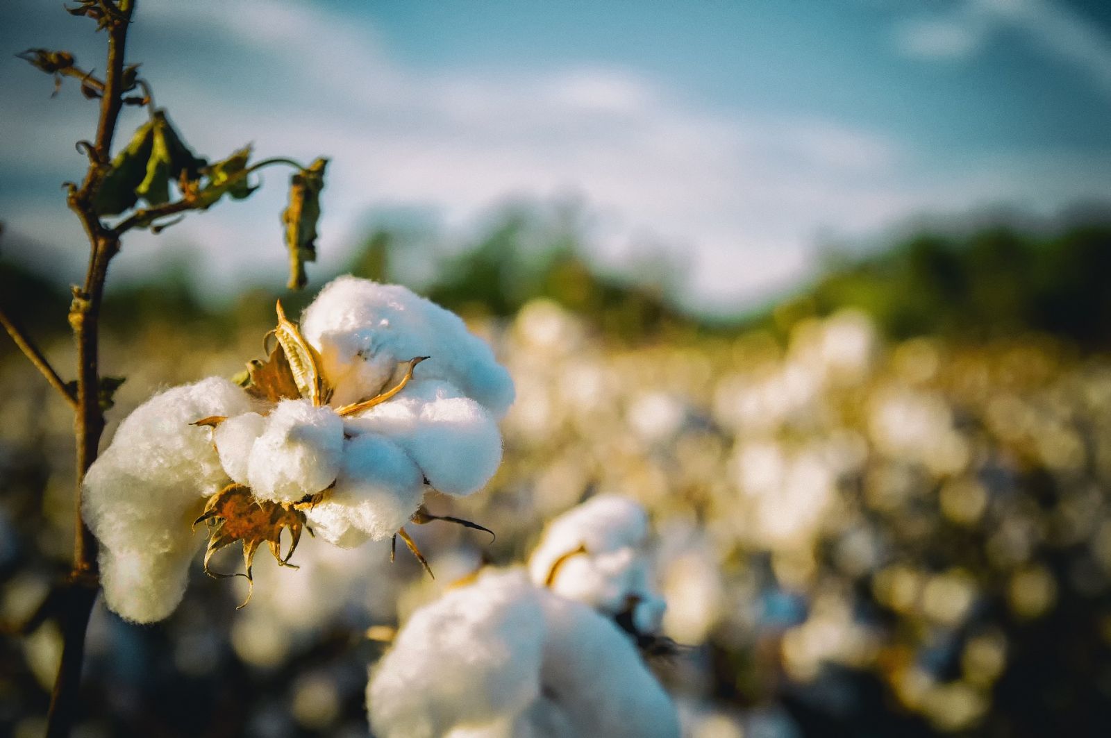 Cotton Mostly Weaker on Friday