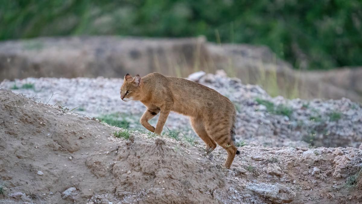 Secretive jungle cats need habitats outside protected areas: study