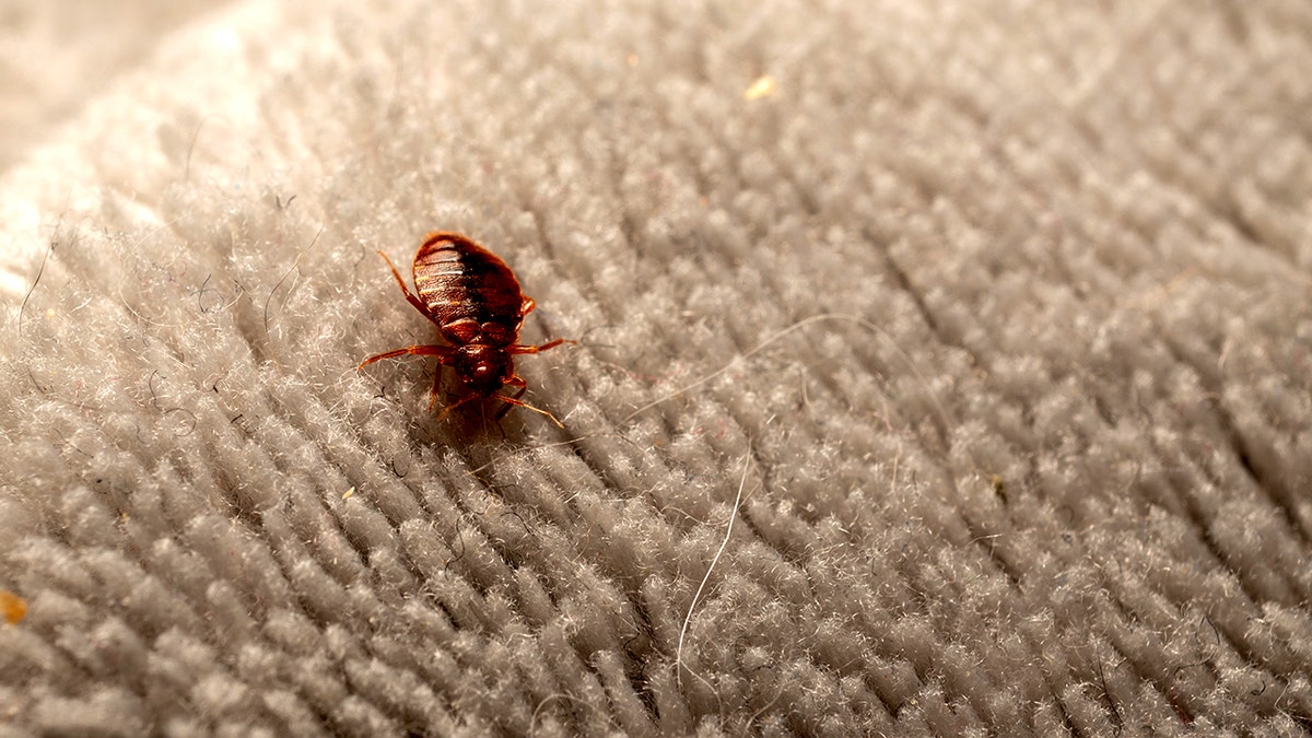 Bed bugs surge in southern states as spring break travelers warned