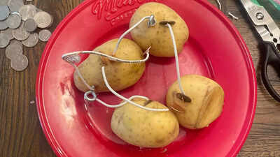 Boil a potato for 8 minutes and it could light your home for a month; know the science behind |