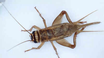 Can crickets really tell the temperature? Here’s what 127-year-old science reveals |