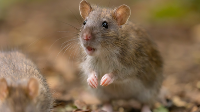 Can mice save astronauts on Mars? Scientists discover surprising fitness solution in space |