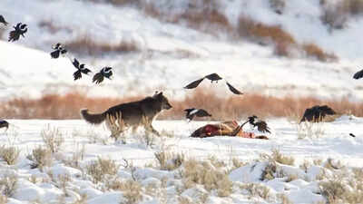 How ravens outsmart wolves using memory, not sight, and find the next kill |