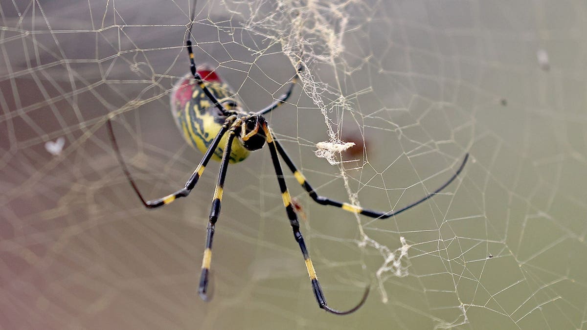 Joro spiders spreading across eastern US, but experts say not to panic