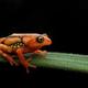 India’s frogs are finding allies from citizen science to sanctuaries