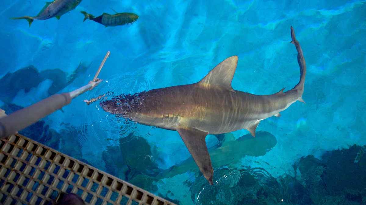 Mandalay Bay aquarist says sharks eat better than Las Vegas Strip tourists