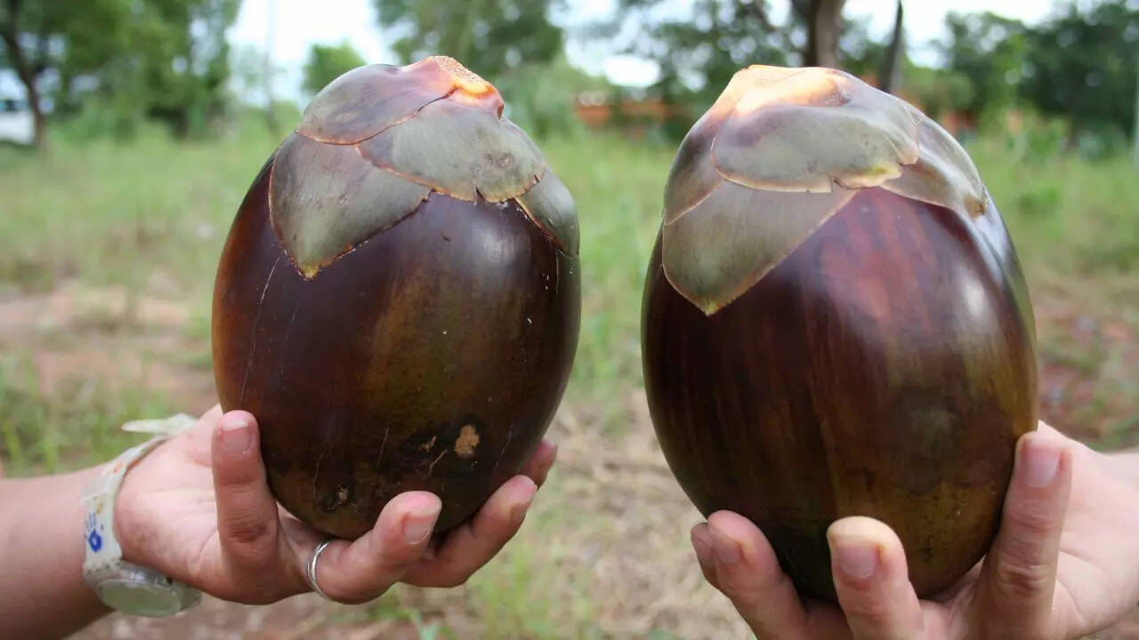 One of India’s summer favourite fruits and 5 must-try refreshing ‘tadgola’ recipes for scorching heat