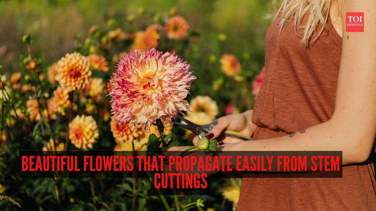 8 beautiful flowers that propagate easily from stem cuttings