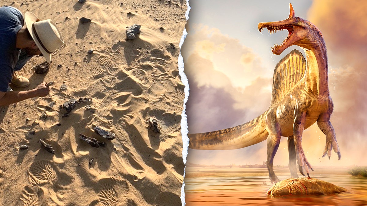 Spinosaurus mirabilis new species discovered by professor and team in Niger
