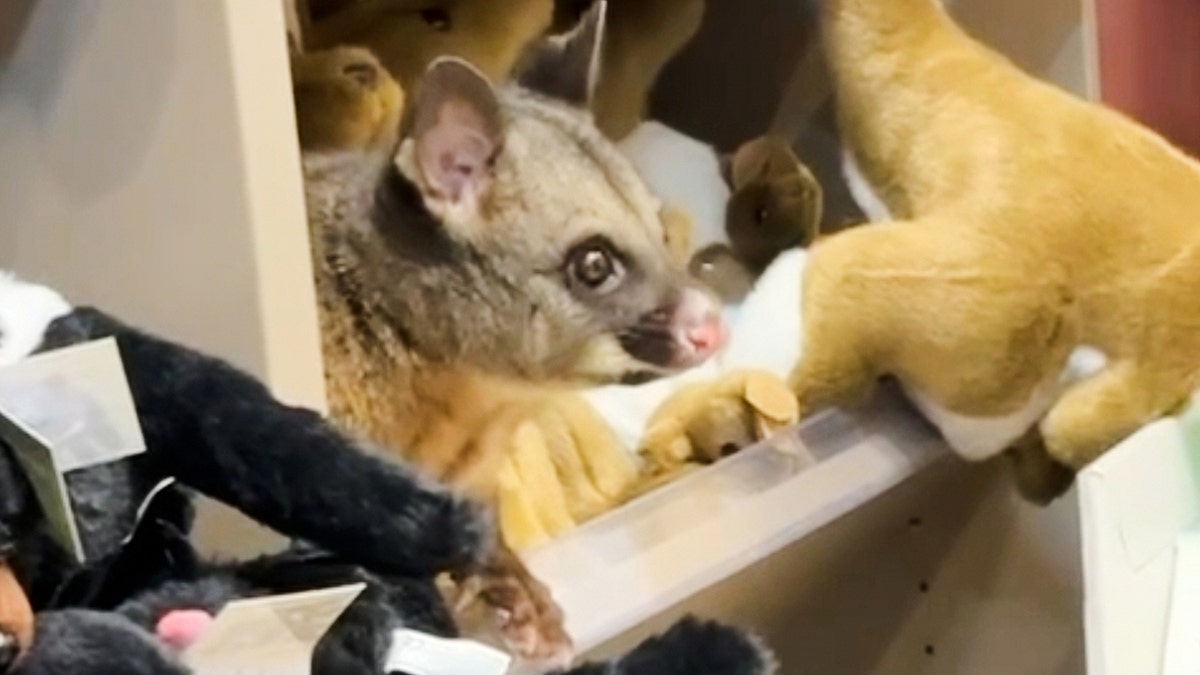 Live possum found hiding among stuffed animals in airport gift shop