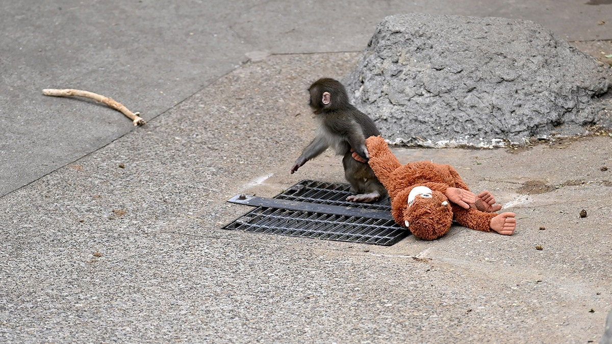 Punch the monkey is seen cuddling with fellow macaque at Japanese zoo