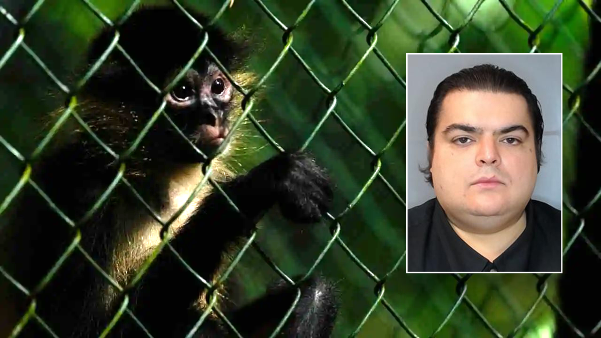 DHS busts ‘deeply disturbing’ animal cruelty scheme involving baby monkeys