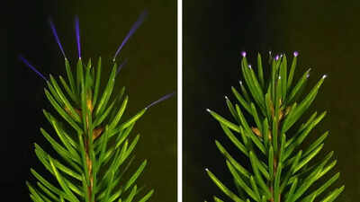 Scientists capture trees glowing with electricity during thunderstorms |