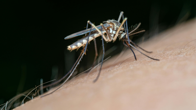 Scientists discover “rocket engines” inside malaria parasites: What are they and how do they work |