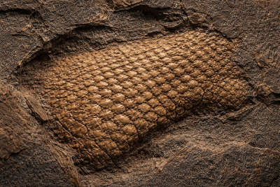 Scientists find a 289-million-year-old reptile skin fossil in an Oklahoma cave and it’s rewriting history |