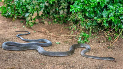 The one place in your garden snakes love to hide and why you may be overlooking it |