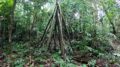 ‘The walking tree’: How this Amazon tree fooled the world into believing it moves |