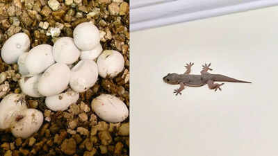 Where do house lizards lay eggs inside homes: The secret hiding spots explained |
