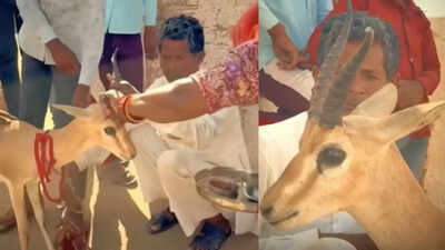 Bikaner family’s tearful goodbye to deer they raised for 18 months leaves internet emotional: Parenting lesson on love and letting go |