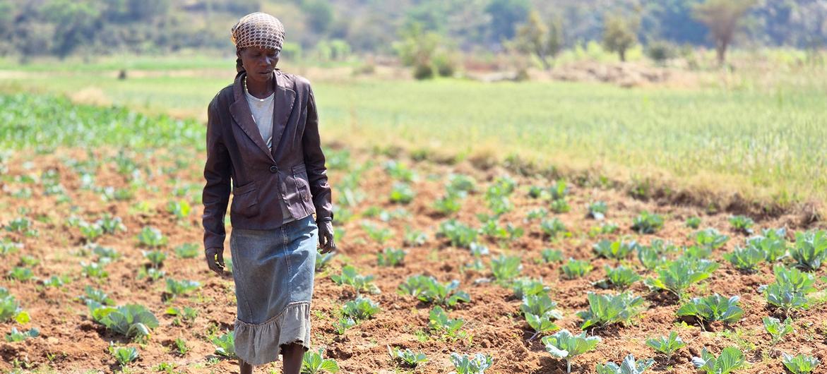 Extreme heat pushing global food systems to the brink, UN agencies warn