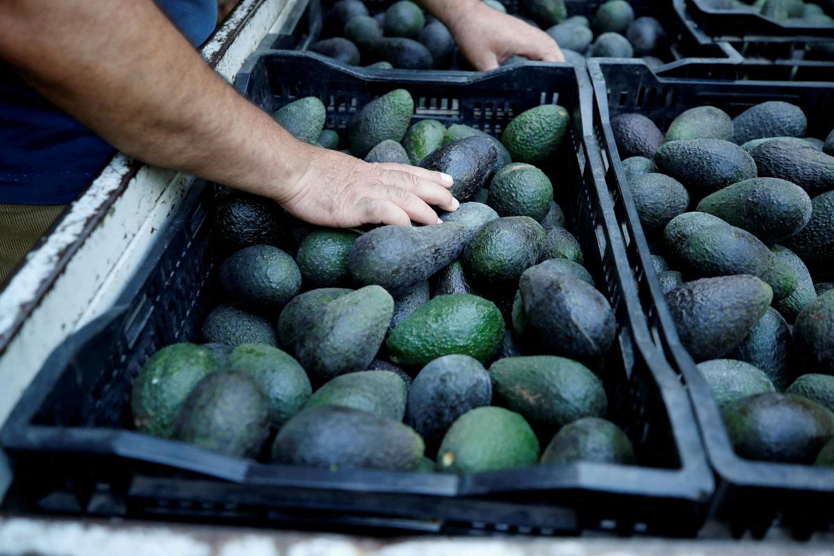 Before the toast: The wild story of avocado