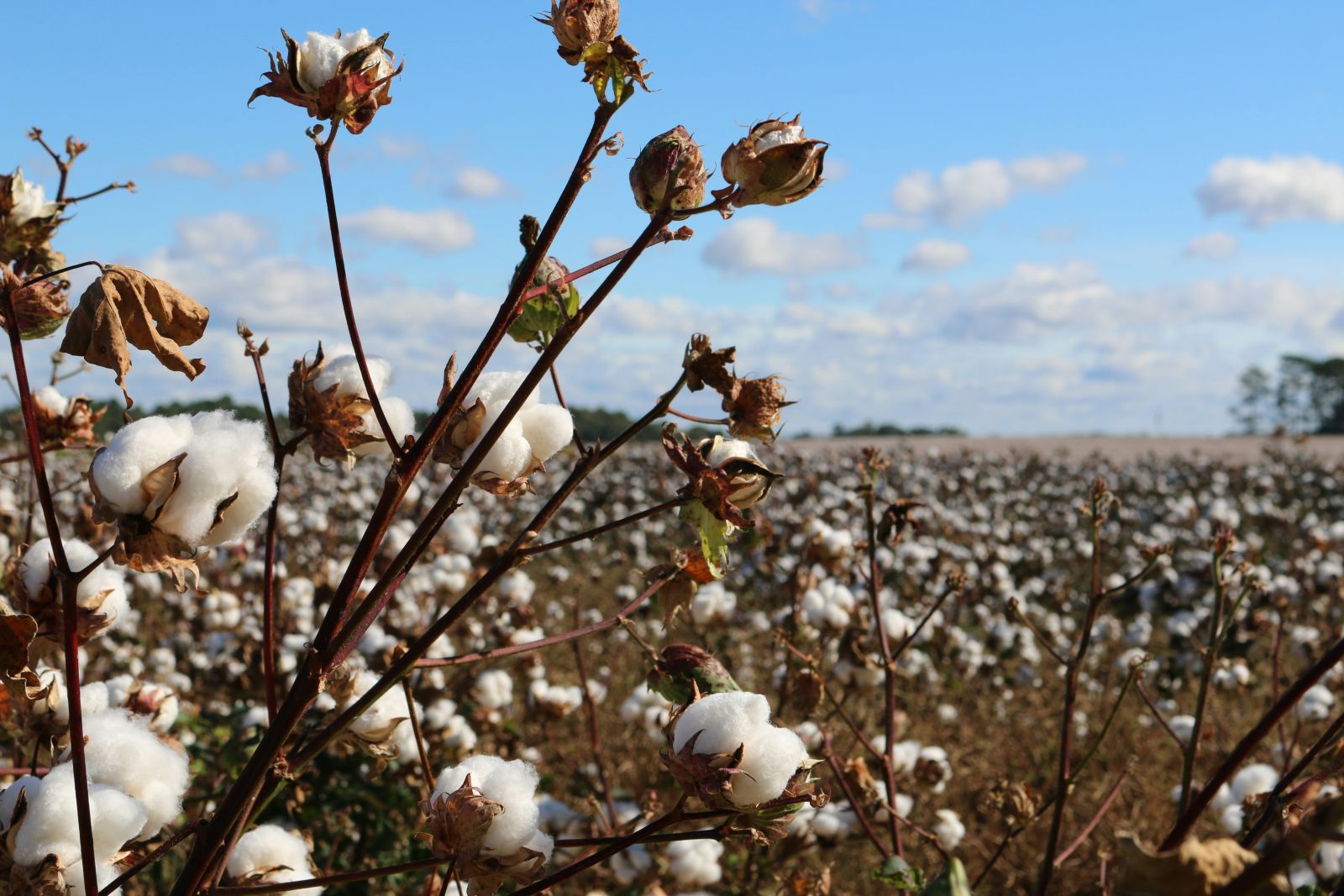Cotton Showing Early Wednesday Gains