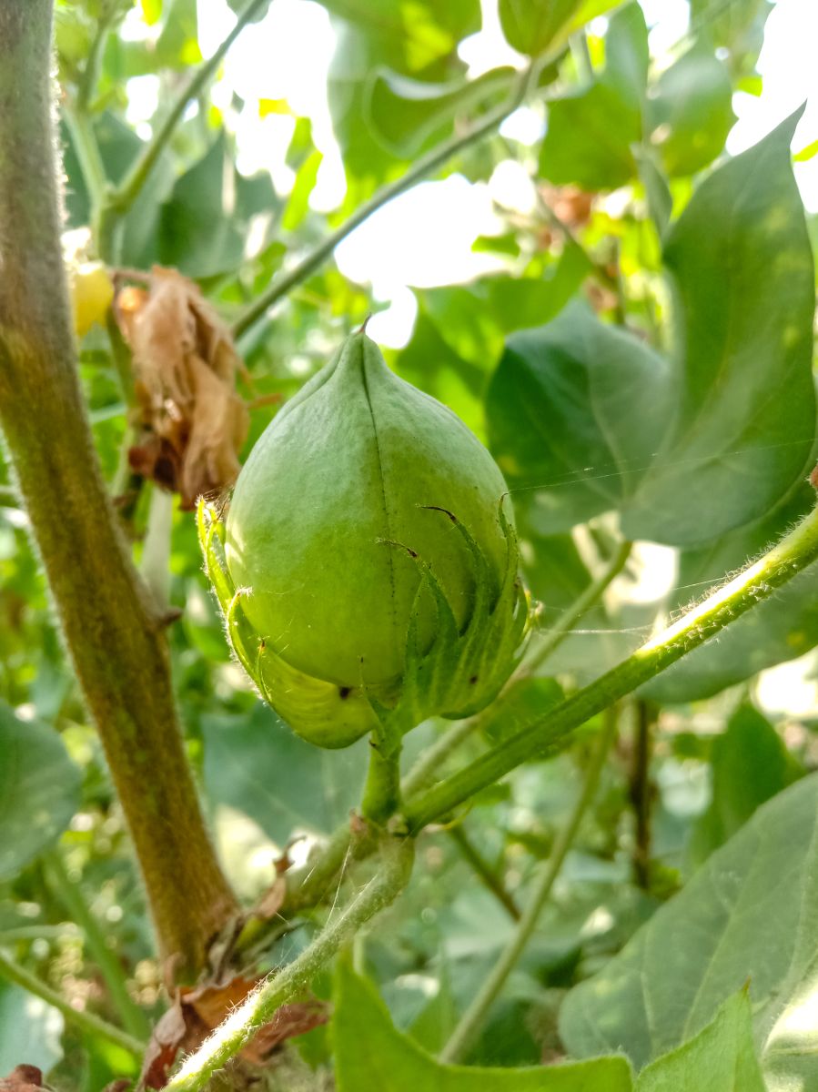 Cotton Trading Mixed on Thursday