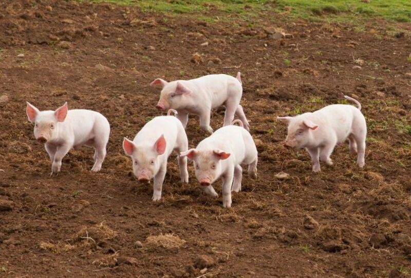 Hogs Leaking Lower on Wednesday