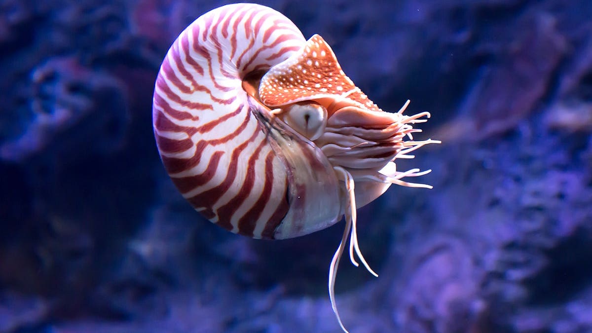 World’s oldest octopus fossil now reclassified as nautilus relative: study
