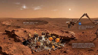 Can Earth’s fungi survive on Mars? NASA study reveals surprising answers |