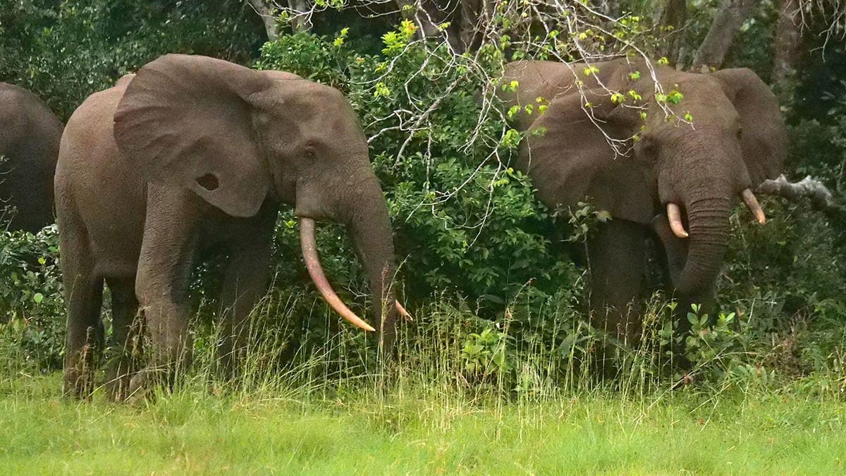 California vineyard tycoon killed by elephants while hunting in Gabon