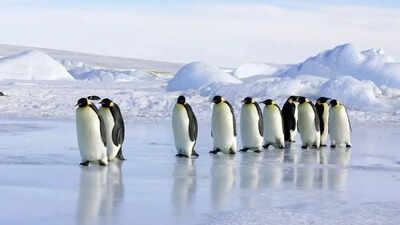 Emperor Penguins Declared Endangered as Climate Change Threatens Their Survival |