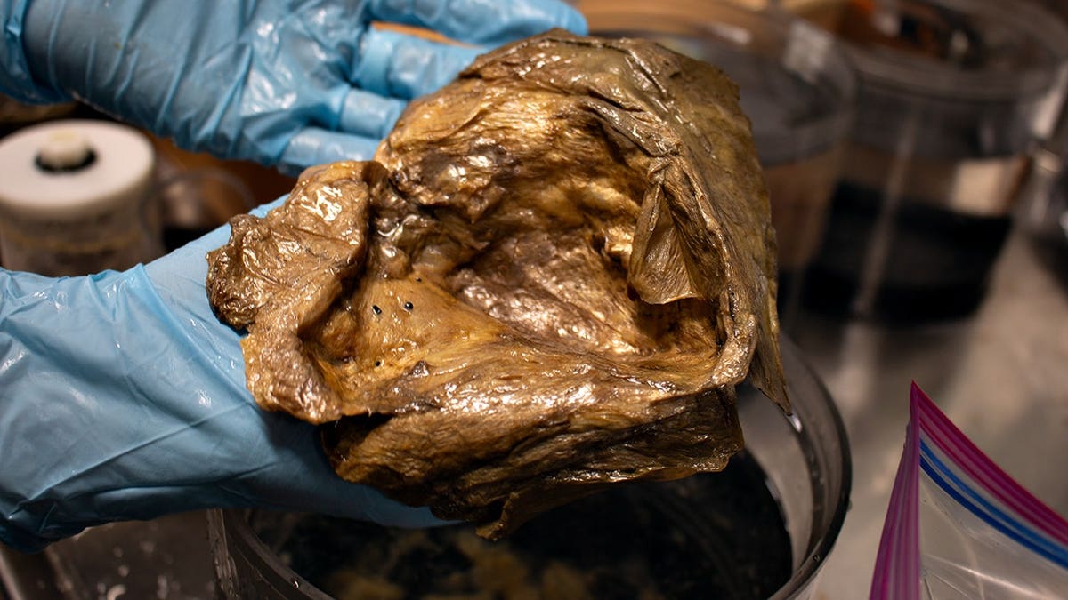 Mystery ‘golden orb’ from Gulf of Alaska finally identified by NOAA