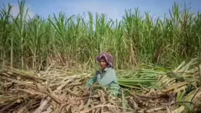 Microbial Solutions: Thai Farmers Shift Away from Burning to Combat Smog |