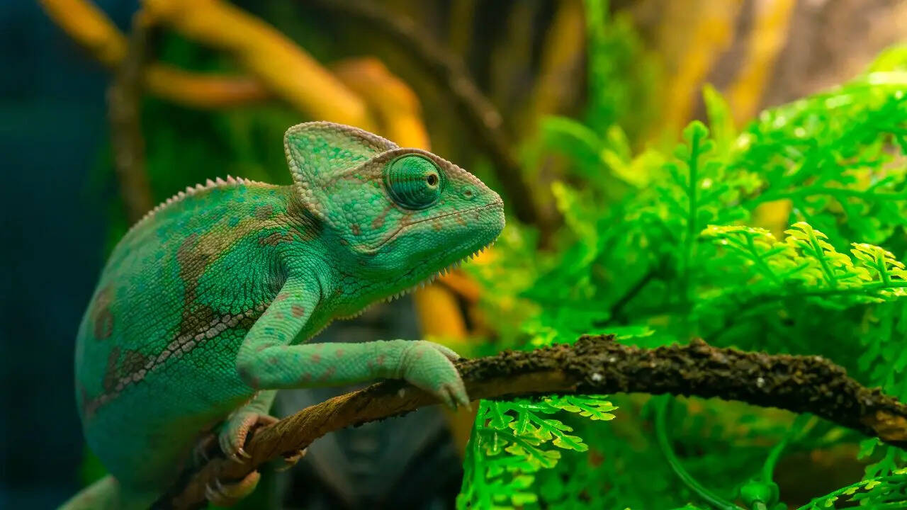 Not just chameleons; 5 animals that can change colour