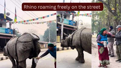 A massive rhino urinated on the street and what a woman did is something the Internet will never forget…