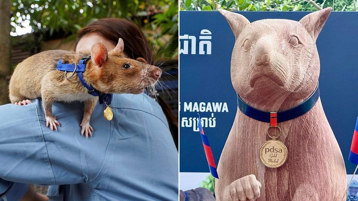 Magawa, a famous landmine-sniffing rat, honored with statue in Cambodia