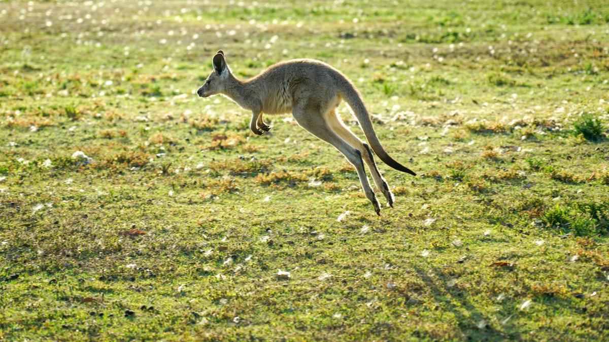 What environmental conditions caused kangaroos to evolve hopping?