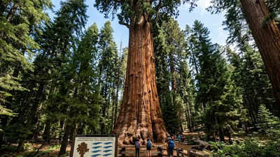 Tree Weighs More Than 10 Blue Whales: The unbelievable reality of Sequoia National Park, where a tree weighs more than 10 blue whales |
